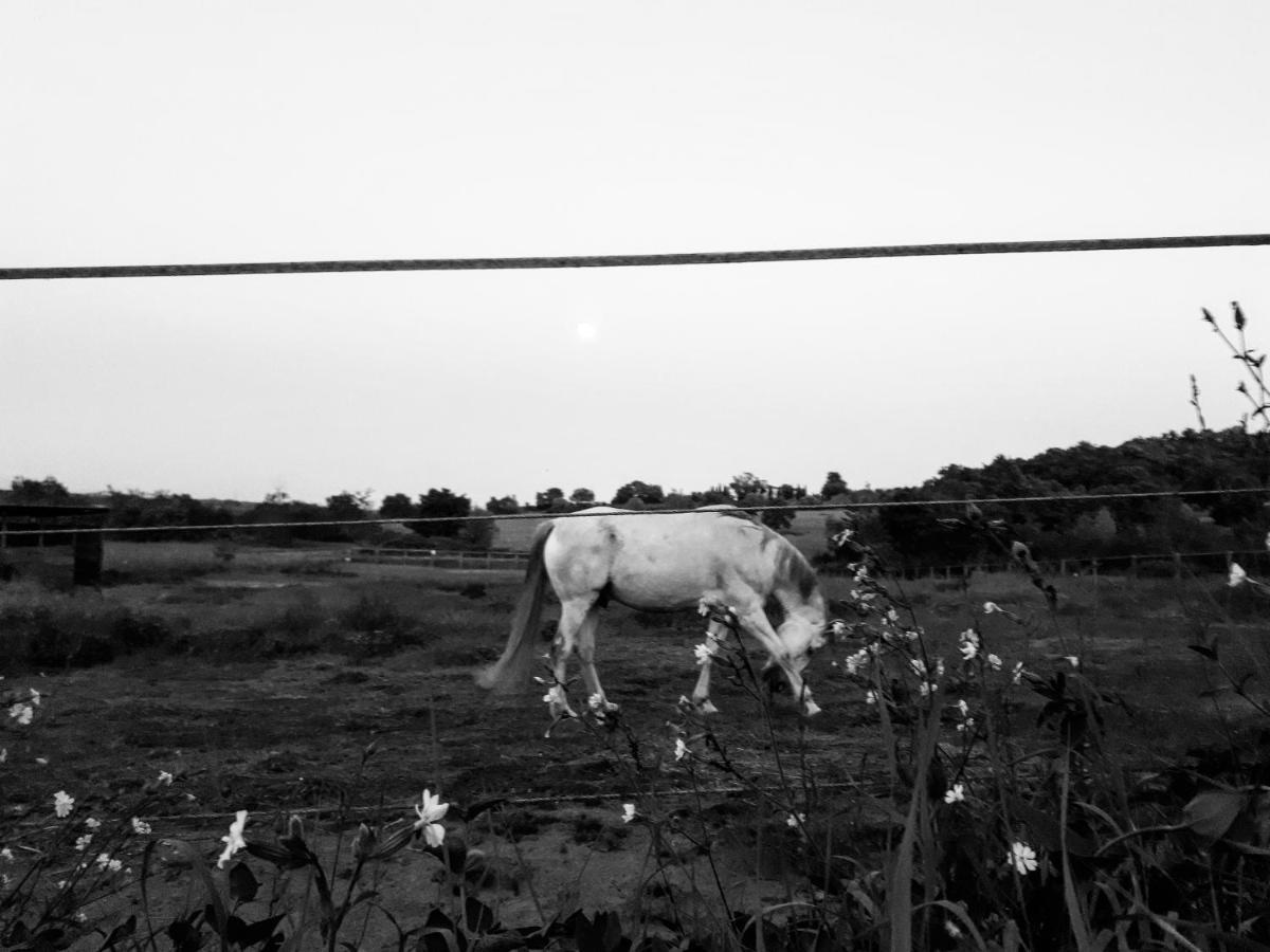 Podere Pievina Delle Corti - Dimora Di Campagna 시나룬가 외부 사진