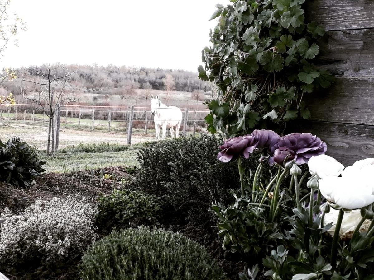 Podere Pievina Delle Corti - Dimora Di Campagna 시나룬가 외부 사진